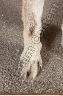 Wolf leg photo reference 0002